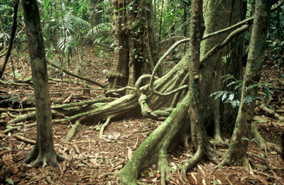 Mary Cairncross Park Rainforest, Maleny, Queensland
